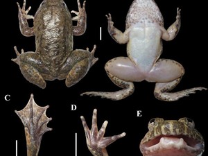 Dua Spesies Baru Katak Bertaring Ditemukan di Pegunungan Meratus, Kalimantan