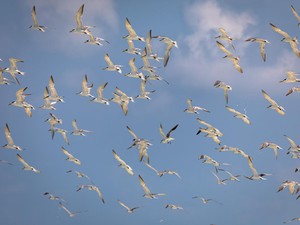 Kotoran Burung Laut Jadi Rahasia Kejayaan di Kerajaan Ini