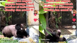 Black Panther Punya Kebun Binatang Malaysia Terlalu Gemoy, Jadi Viral