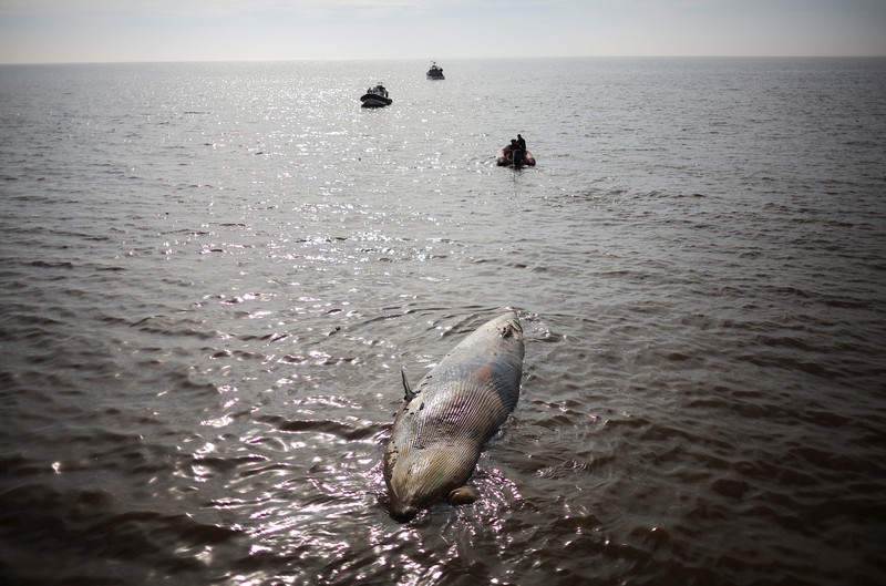 Anggota Prefektur Angkatan Laut Argentina menarik paus sei yang mati dari tepi sungai La Plata, di Buenos Aires, Argentina, 15 Juli 2025. (REUTERS/Agustin Marcarian)