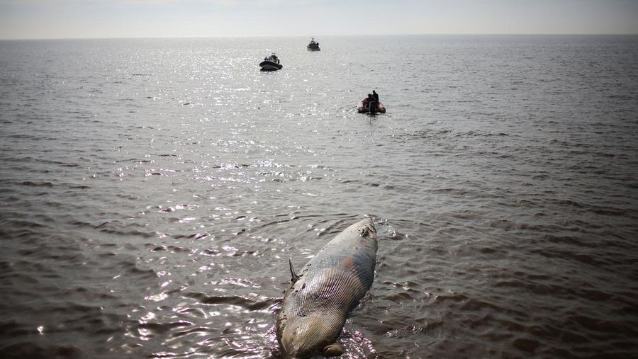Anggota Prefektur Angkatan Laut Argentina menarik paus sei yang mati dari tepi sungai La Plata, di Buenos Aires, Argentina, 15 Juli 2025. (REUTERS/Agustin Marcarian)
