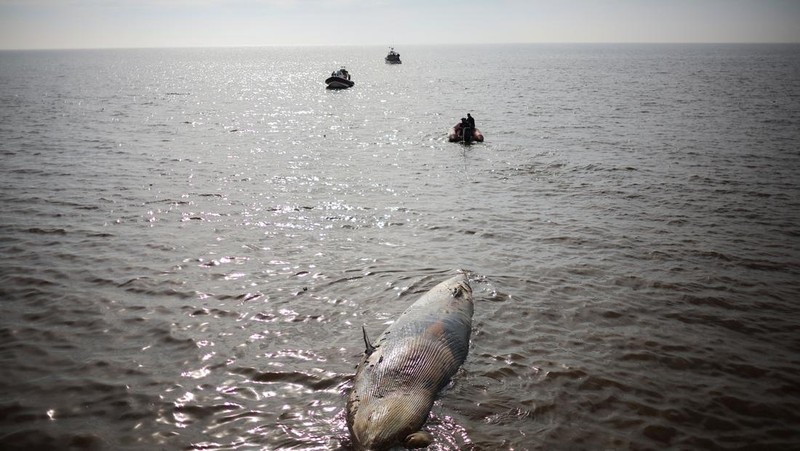 Anggota Prefektur Angkatan Laut Argentina menarik paus sei yang mati dari tepi sungai La Plata, di Buenos Aires, Argentina, 15 Juli 2025. (REUTERS/Agustin Marcarian)