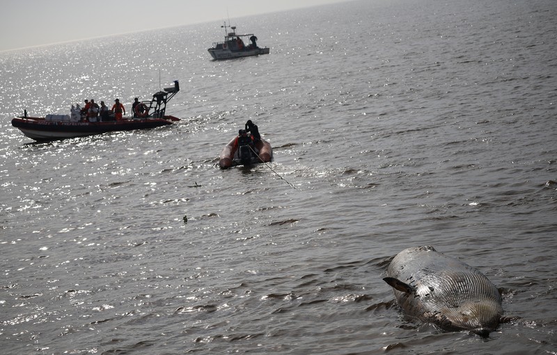 Anggota Prefektur Angkatan Laut Argentina menarik paus sei yang mati dari tepi sungai La Plata, di Buenos Aires, Argentina, 15 Juli 2025. (REUTERS/Agustin Marcarian)