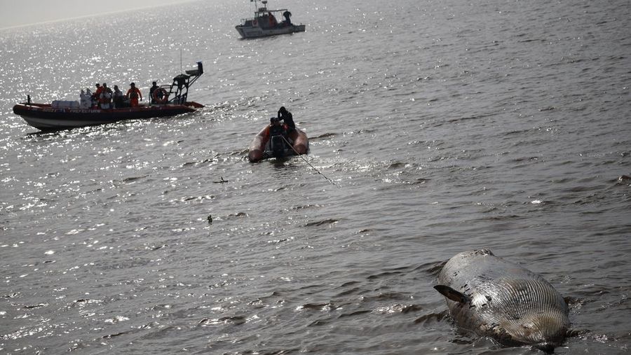 Anggota Prefektur Angkatan Laut Argentina menarik paus sei yang mati dari tepi sungai La Plata, di Buenos Aires, Argentina, 15 Juli 2025. (REUTERS/Agustin Marcarian)