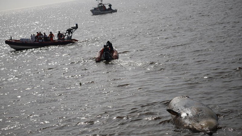 Anggota Prefektur Angkatan Laut Argentina menarik paus sei yang mati dari tepi sungai La Plata, di Buenos Aires, Argentina, 15 Juli 2025. (REUTERS/Agustin Marcarian)