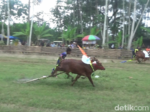 Melihat Aksi Seru dan Menantang Joki Cilik Karapan Sapi di Lumajang