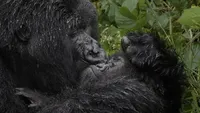 Tingkah Lucu Satwa Liar di Nikon Comedy Wildlife 2025, Bikin Ngakak!
