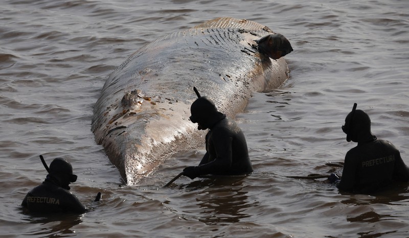 Anggota Prefektur Angkatan Laut Argentina menarik paus sei yang mati dari tepi sungai La Plata, di Buenos Aires, Argentina, 15 Juli 2025. (REUTERS/Agustin Marcarian)
