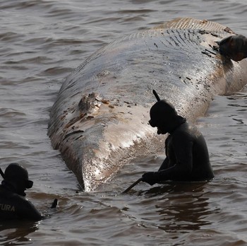 Tragis, Paus Sei Raksasa Tewas di Tepi Pantai Argentina