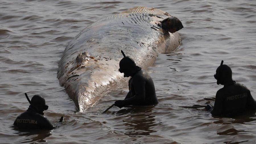 Anggota Prefektur Angkatan Laut Argentina menarik paus sei yang mati dari tepi sungai La Plata, di Buenos Aires, Argentina, 15 Juli 2025. (REUTERS/Agustin Marcarian)