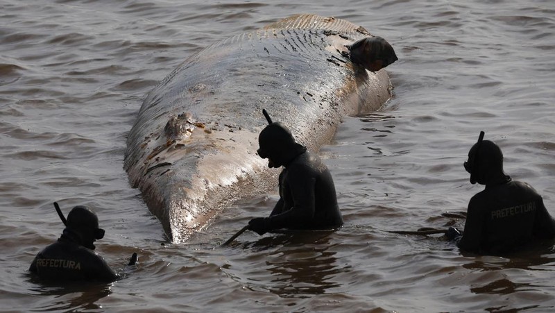 Anggota Prefektur Angkatan Laut Argentina menarik paus sei yang mati dari tepi sungai La Plata, di Buenos Aires, Argentina, 15 Juli 2025. (REUTERS/Agustin Marcarian)