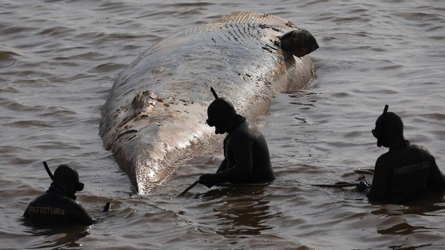 Tragis, Paus Sei Raksasa Tewas di Tepi Pantai Argentina