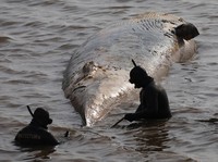 Tragis, Paus Sei Raksasa Tewas di Tepi Pantai Argentina