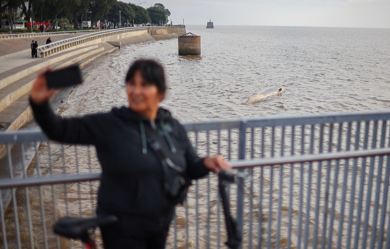 Anggota Prefektur Angkatan Laut Argentina menarik paus sei yang mati dari tepi sungai La Plata, di Buenos Aires, Argentina, 15 Juli 2025. Anggota Prefektur Angkatan Laut Argentina menarik paus sei yang mati dari tepi sungai La Plata, di Buenos Aires, Argentina, 15 Juli 2025. (REUTERS/Agustin Marcarian)