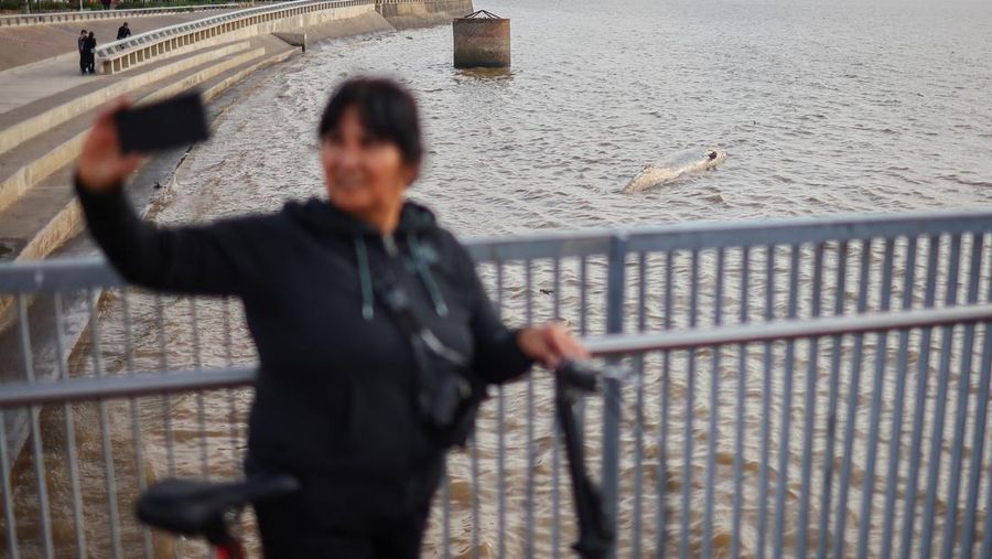 Anggota Prefektur Angkatan Laut Argentina menarik paus sei yang mati dari tepi sungai La Plata, di Buenos Aires, Argentina, 15 Juli 2025. (REUTERS/Agustin Marcarian)