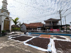 Mengulik Asal Usul dan Produksi Kopi di Cibeureum Kuningan
