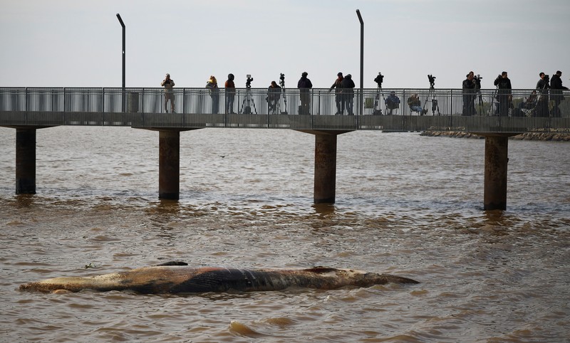 Anggota Prefektur Angkatan Laut Argentina menarik paus sei yang mati dari tepi sungai La Plata, di Buenos Aires, Argentina, 15 Juli 2025. Anggota Prefektur Angkatan Laut Argentina menarik paus sei yang mati dari tepi sungai La Plata, di Buenos Aires, Argentina, 15 Juli 2025. (REUTERS/Agustin Marcarian)