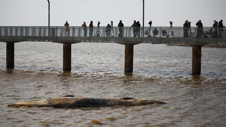 Anggota Prefektur Angkatan Laut Argentina menarik paus sei yang mati dari tepi sungai La Plata, di Buenos Aires, Argentina, 15 Juli 2025. (REUTERS/Agustin Marcarian)