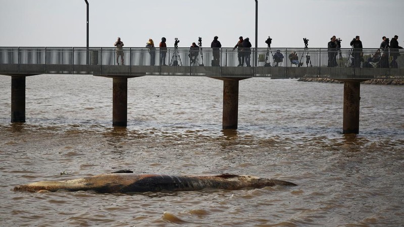Anggota Prefektur Angkatan Laut Argentina menarik paus sei yang mati dari tepi sungai La Plata, di Buenos Aires, Argentina, 15 Juli 2025. (REUTERS/Agustin Marcarian)
