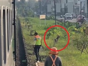 Viral Seekor Kijang Berkeliaran di Tepi Jalur KA Gedangan Sidoarjo