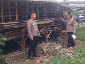 Maling Ternak Potong Kambing di Kandang Lalu Bawa Lari, Hanya Sisakan Jeroan
