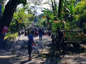 Antisipasi Truk Seruduk Pohon, DLH Karangasem Pangkas Dahan