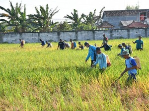 Pemkab Ponorogo Semprot Massal Lahan Sawah Cegah Serangan Wereng Meluas