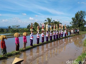Festival Jatiluwih 2025 Resmi Dibuka, Bupati Tabanan Ingin Digelar Sebulan