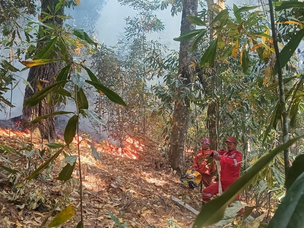 Populasi Orang Utan Tapanuli Terus Menyusut, Konservasi Mendesak