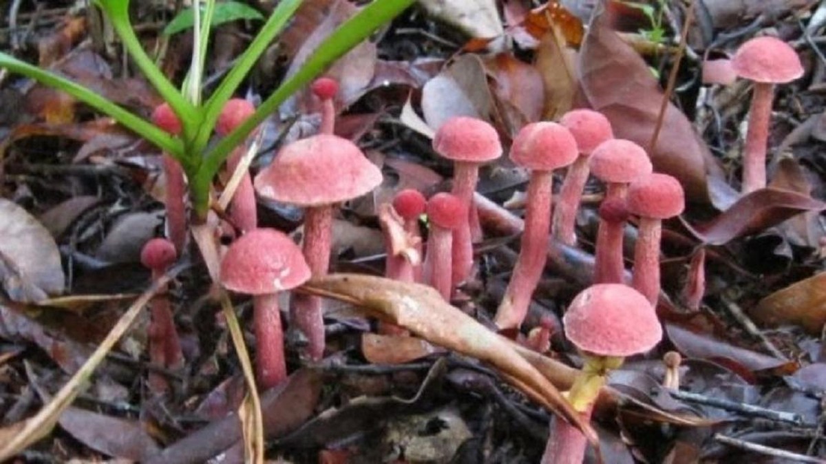 Jamur Petir Indonesia: Langka, Mewah, Harga Fantastis!