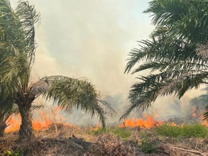 Karhutla di Rohil Meluas, Angin Kencang-Akses Jadi Kendala Pemadaman