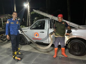 Ular Sanca 3 Meter Tepergok di Kandang Ayam Warga Kulon Progo