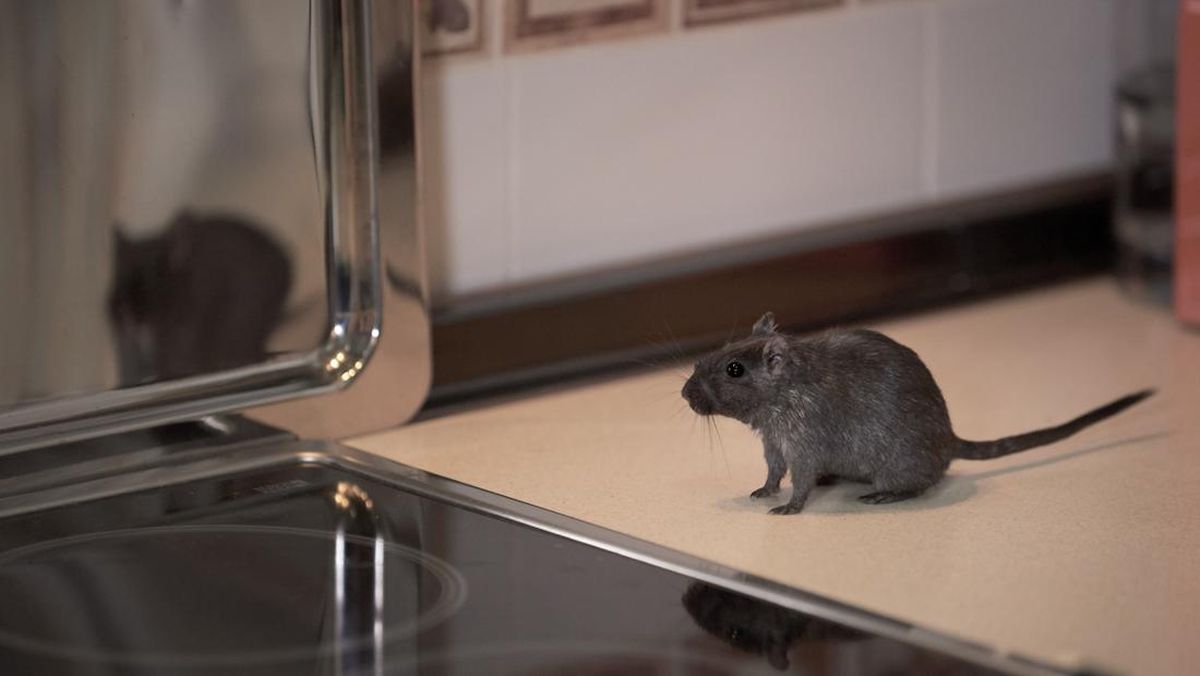 3 Cara Mengusir Tikus dari Rumah dengan Bahan Alami