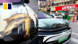 Pria Ini Dikecam Usai Taruh Ikan dan Kepiting Hidup di Kap Mobil