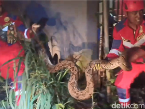 Ular Piton 5 Meter Mangsa Kucing di Dekat UIN Makassar, Damkar Gowa Evakuasi