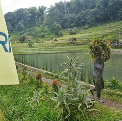 BRI Salurkan KUR Rp83,38 T, Pertanian Jadi Motor Utama