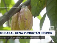 Video: Siap-Siap! Kakao Bakal Kena Pungutan Ekspor