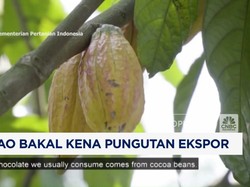 Video: Siap-Siap! Kakao Bakal Kena Pungutan Ekspor