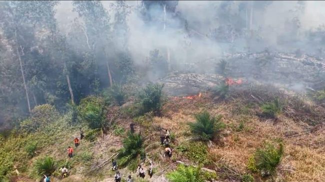Top! KLH Segel 4 Perusahaan dan Tutup 1 Pabrik Sawit Terkait Karhutla