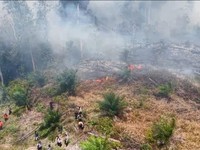 Top! KLH Segel 4 Perusahaan & Tutup 1 Pabrik Sawit Terkait Karhutla