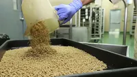 AS Bikin Pabrik untuk Kembangbiakkan Miliaran Lalat, Buat Apa?