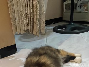 8 Tanda Kucing Sedang Kesakitan dan Perkiraan Penyebabnya