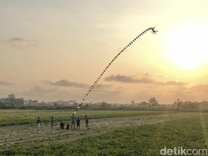 Wisata Dadakan di Kulon Progo, Lihat Atraksi Layangan Naga