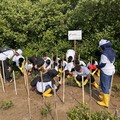 Lindungi Wilayah Pesisir, PIS Tanam 20.000 Mangrove di Tanjung Pasir