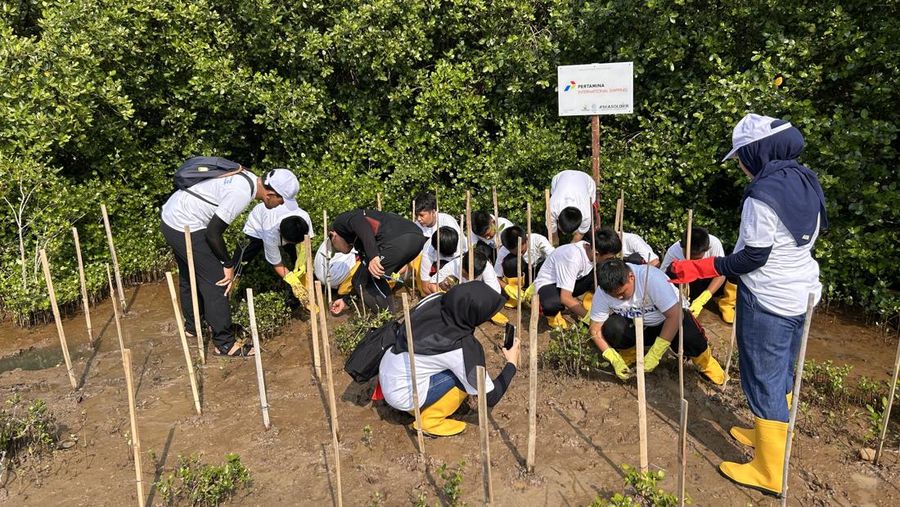 Penanaman Bibit Mangrove
