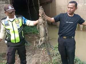 Komitmen KCIC Jaga Kelestarian Lingkungan Usai Whoosh Tabrak 10 Biawak