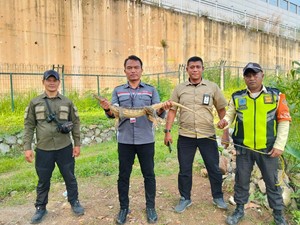 Whoosh Tabrak Biawak Disorot Pakar, KCIC Merespons
