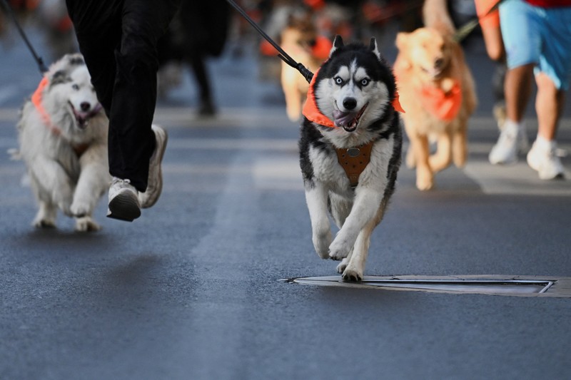 Orang-orang berlari bersama anjing mereka selama Dogathon Polisi 2025 Orang-orang berlari bersama anjing mereka selama Dogathon Polisi 2025