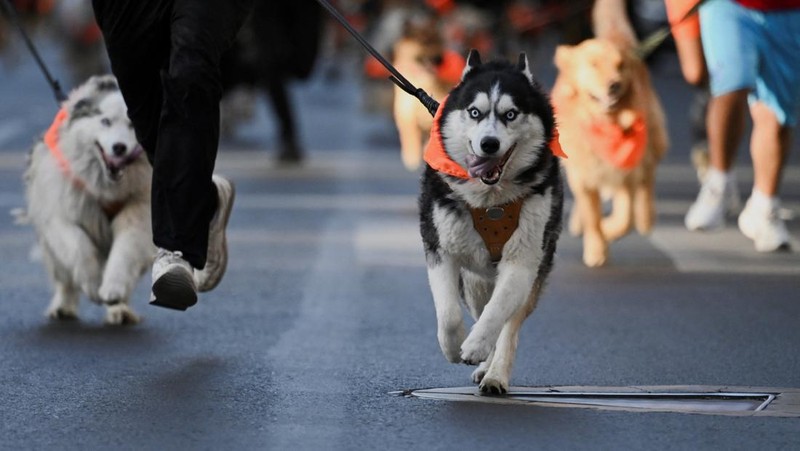 Orang-orang berlari bersama anjing mereka selama Dogathon Polisi 2025 