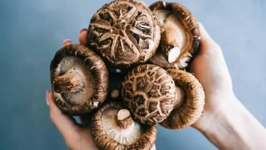 Manfaat Jamur Shitake bagi Kesehatan Tubuh. (Istockphoto)